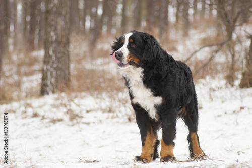 Bernese Mountain Dog outdoors, winter walk