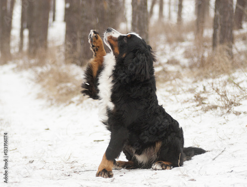 dog giving paw © Happy monkey