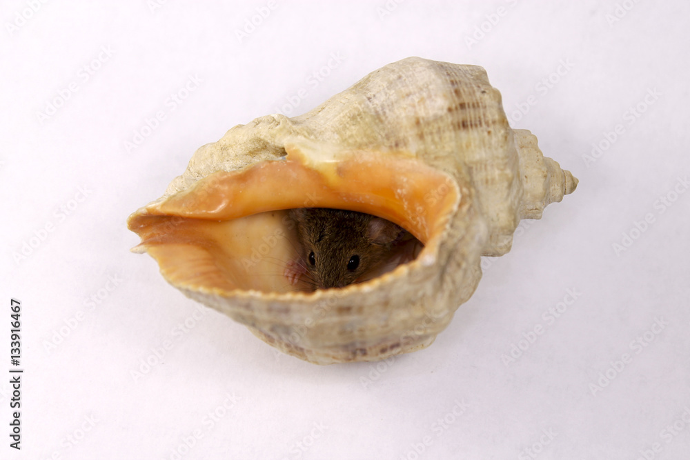 Cute little mouse in a seashell on a white background Cute little mouse in a seashell on a white background