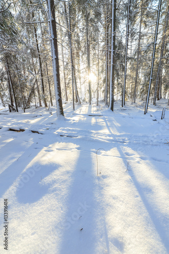 Sunshine in winter forest © Juhku