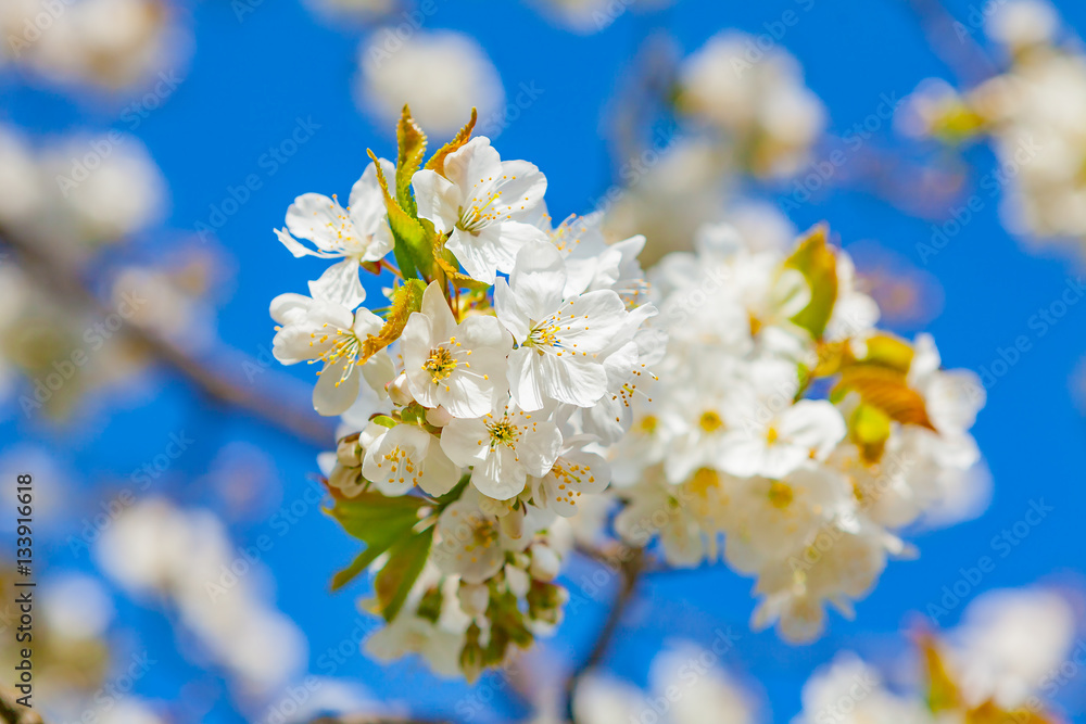 Obraz premium apple tree in the spring