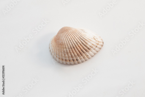 Seashell isolated on white background,