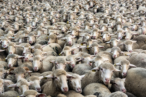Miles de ovejas © Marcos