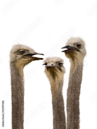 A Group of Ostriches Meeting Together