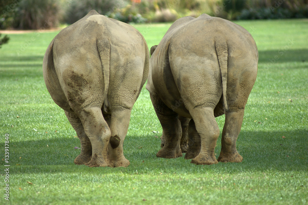 Amusing view of the rear of two fat rhinos Amusing view of the rear of two fat rhinos