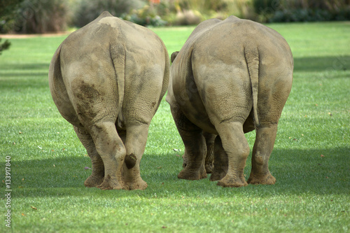 Amusing view of the rear of two fat rhinos