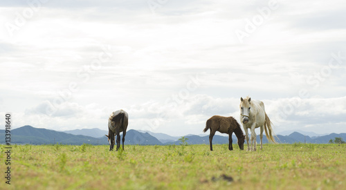 Three horses running on yellow field background with blue mountain and dark cloud