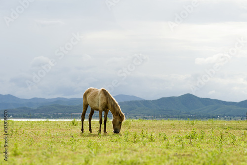 Brown horse running on yellow field background with blue mountain and dark cloud © orapin