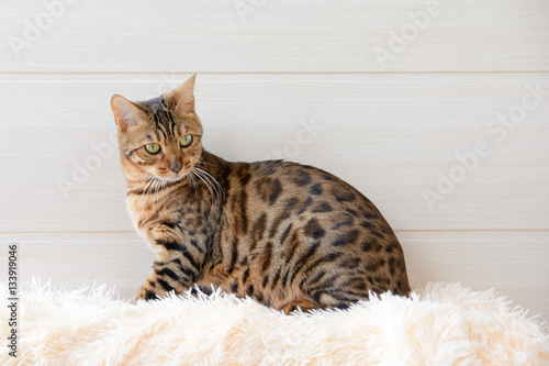 The beautiful Bengal cat on the carpet