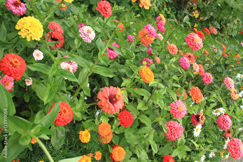 Billede på lærred green garden with zinnia flowers