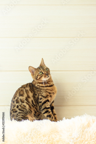 The beautiful Bengal cat on the carpet