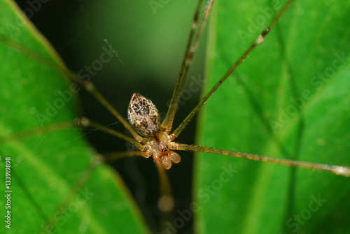 Yellow Spider on green leaf 