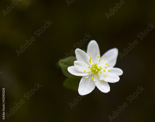 anemonie