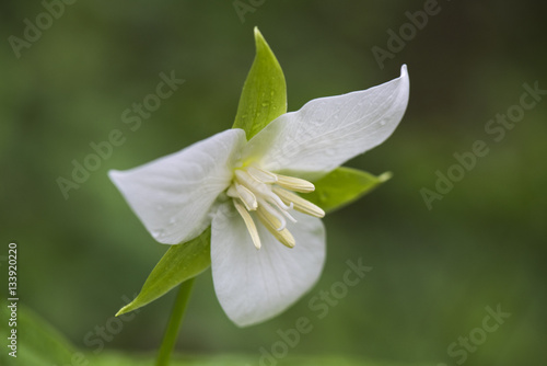 Bent Trillium
