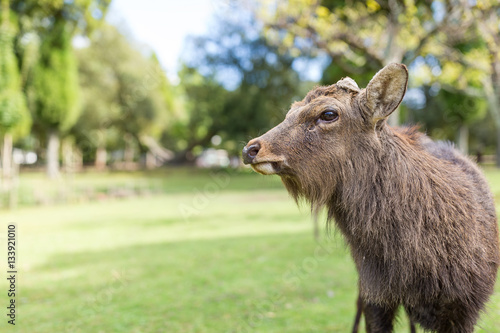 Stag deer