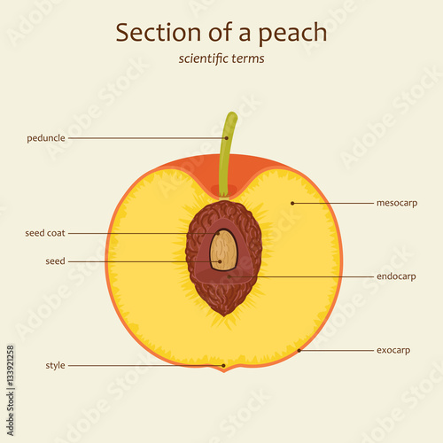 Peach parts names, vector photo