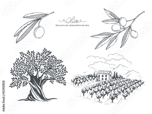 Hand-drawn olive collection. Tree, branch and olive field. Vector sketch illustration