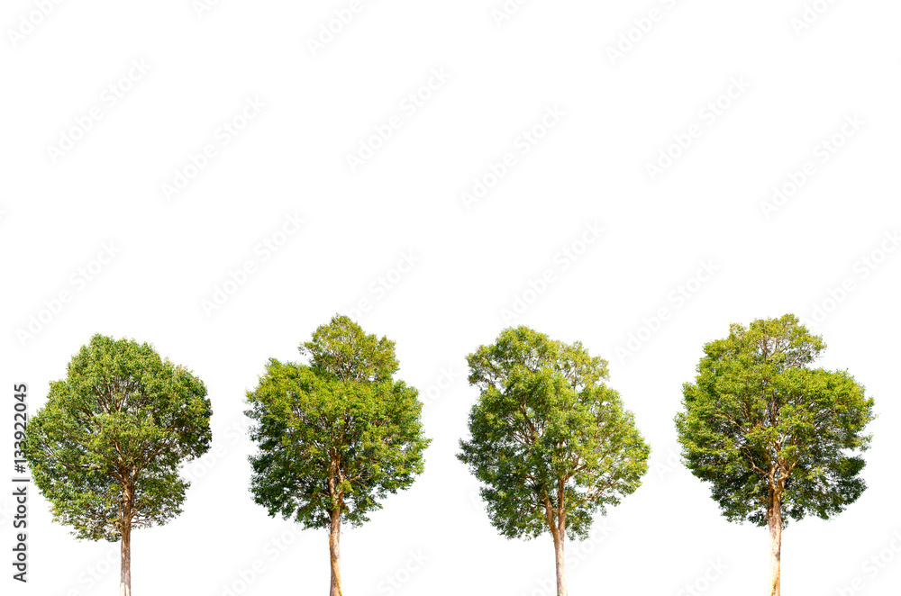 Isolated trees on white background. Isolated trees on white background.