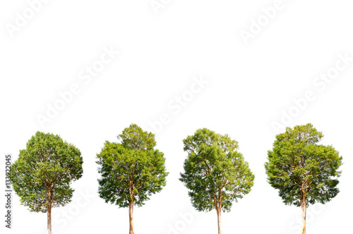 Isolated trees on white background.