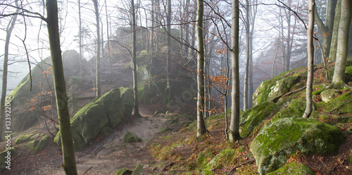 The beech forest with sandstone rocks in the early morning sunshine photo