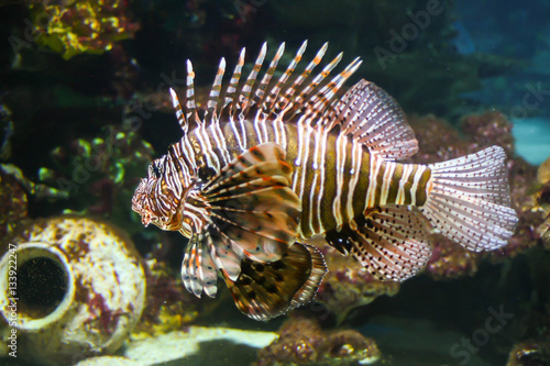 Dangerous toxic dealy Lionfish