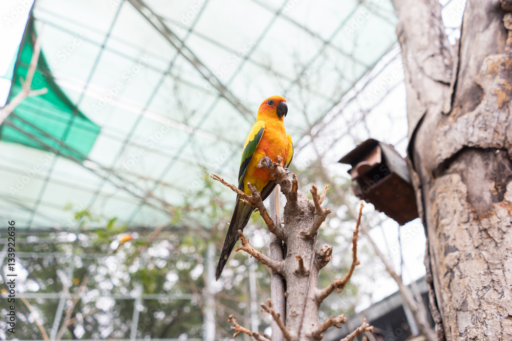 Obraz premium Macaw parrot on the tree branch