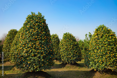 Kumquat garden, the symbol of Vietnamese lunar new year. In nearly every household, crucial purchases for Tet include the peach "hoa dao" and kumquat plant