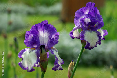 Iris bleu et blanc au jardin au printemps