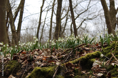 Märzenbecher-Blüte im Nationalpark Hainich