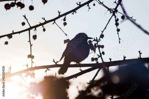 Amsel im Sonnenlicht