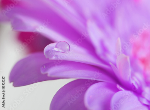Flower with water drop. Soft focus.