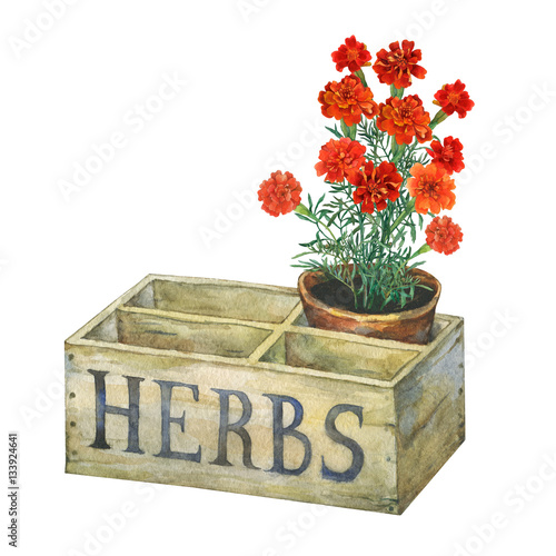 Flower pot with marigolds in an old wooden crate garden. Hand drawn watercolor painting on white background.