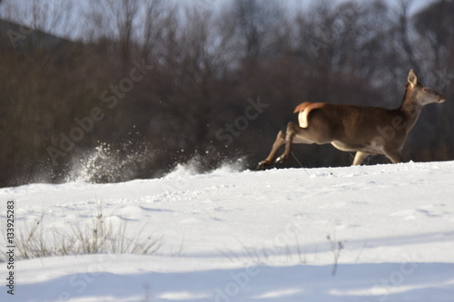 Fototapeta Naklejka Na Ścianę i Meble -  deer in winter 