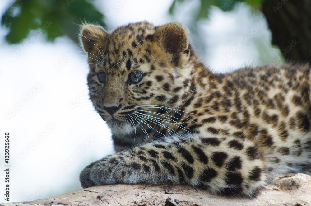 Fototapeta premium An Amur Leopard Cub