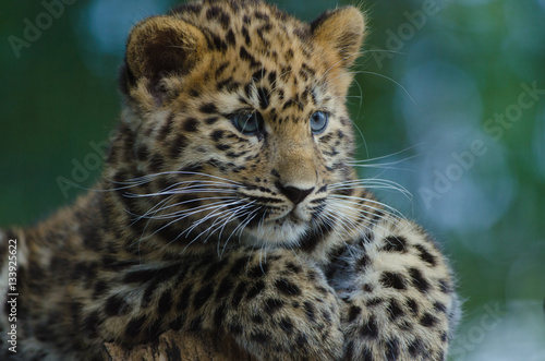 An Amur Leopard Cub