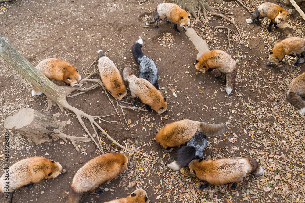Fox eating all together Fox eating all together