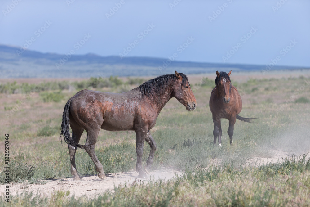 Wild Mustangs in the Great Basin Desert of Utah Wild Mustangs in the Great Basin Desert of Utah