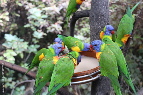 Rainbow Lorikeets (parrots) drinking water, Loro Parque, Tenerifa, Spain, September 2016 photo