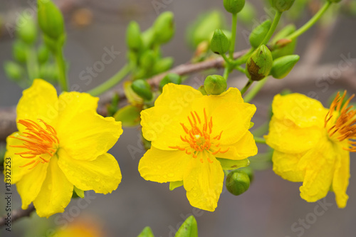 Ochna integerrima, the symbol of Vietnamese lunar new year in south. The golden yellow of the flower means the noble roots of Vietnamese