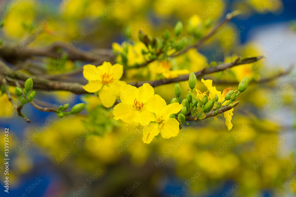Ochna integerrima, the symbol of Vietnamese lunar new year in south. The golden yellow of the flower means the noble roots of Vietnamese Ochna integerrima, the symbol of Vietnamese lunar new year in south. The golden yellow of the flower means the noble roots of Vietnamese
