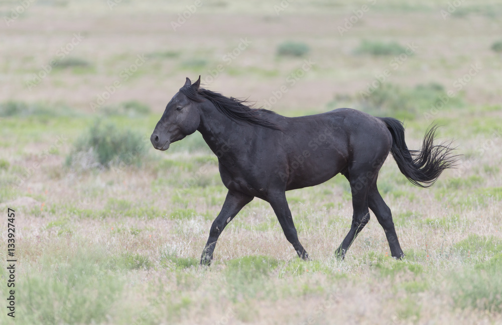 Wild Mustangs in the Great Basin Desert of Utah	