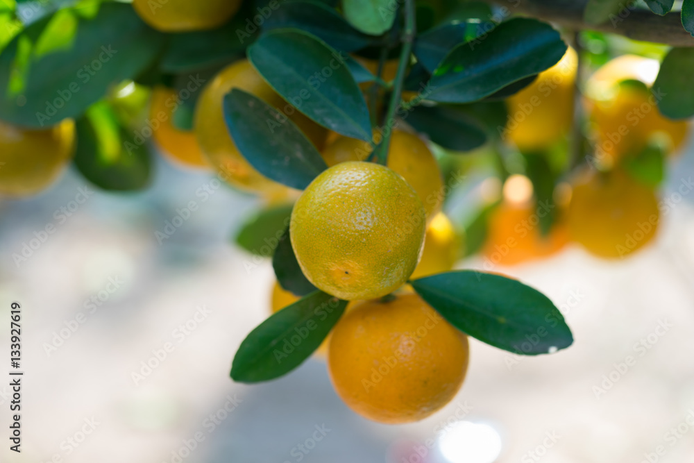 Round kumquat (marumi kumquat) on tree. Marumi kumquat is symbol for wealth and happiness for Vietnamese lunar new year.