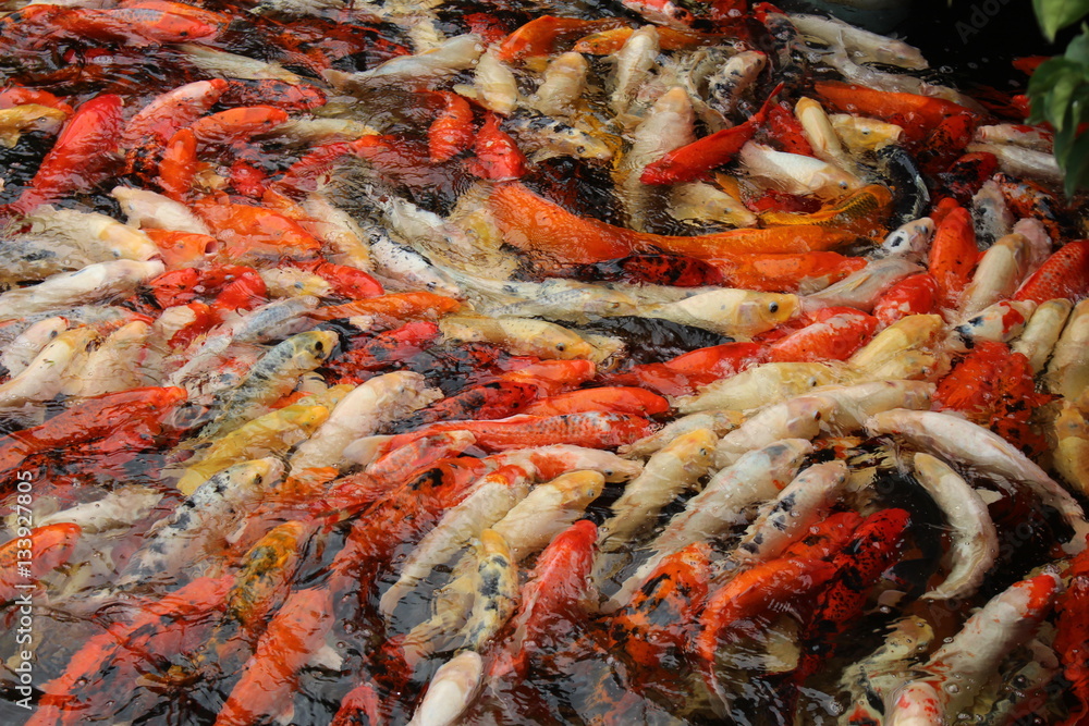Crowded Koi Carps in Loro Parque, Tenerife, Spain, September 2016 Crowded Koi Carps in Loro Parque, Tenerife, Spain, September 2016