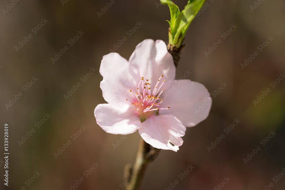 White peach flower on tree. Peach flower is symbol of Lunar New Year - Tet holidays in north of Vietnam White peach flower on tree. Peach flower is symbol of Lunar New Year - Tet holidays in north of Vietnam