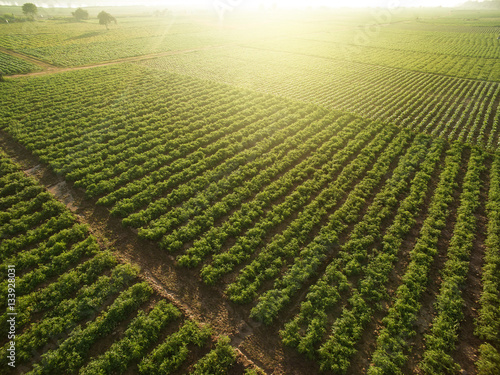 Aerial view of field growing tobacco on bright summer day  in THAILAND