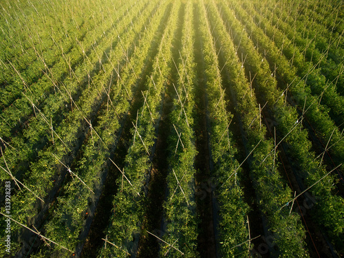 Aerial view of field growing tomatoes on bright summer day