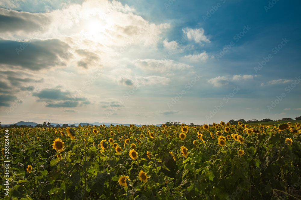 Obraz premium Sunflowers field and sky