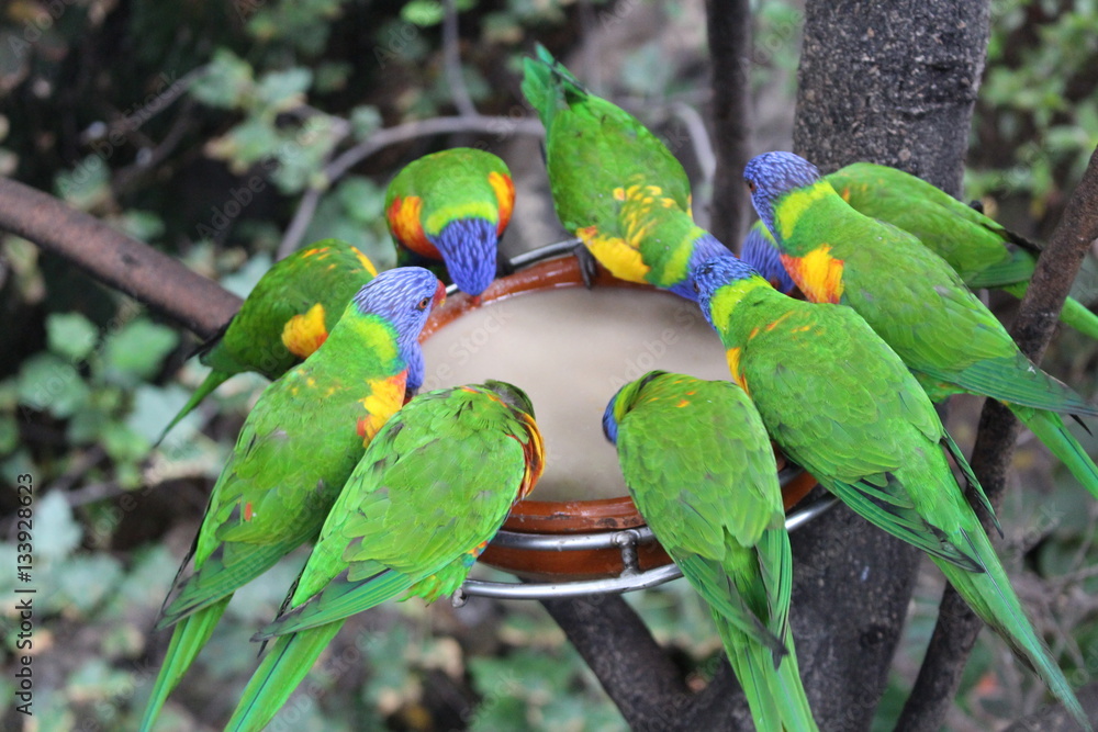 Rainbow Lorikeets (parrots) drinking water, Loro Parque, Tenerifa