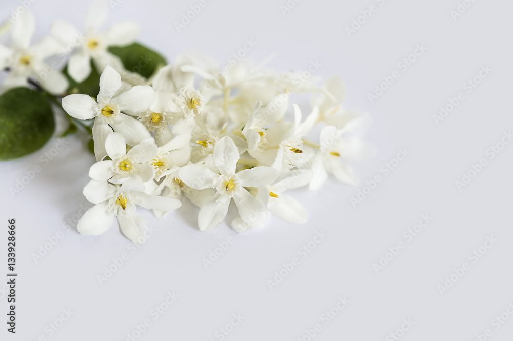 White petals yellow pollen flowers with green leaves isolated on white background, Wringhtia antidysenterica Flowers