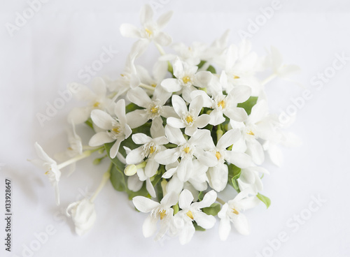 White petals yellow pollen flowers with green leaves isolated on white background, Wringhtia antidysenterica Flowers